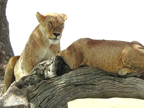 2023印度自然/文化深度之旅〜獅子的眼睛(亞洲獅vs.非洲