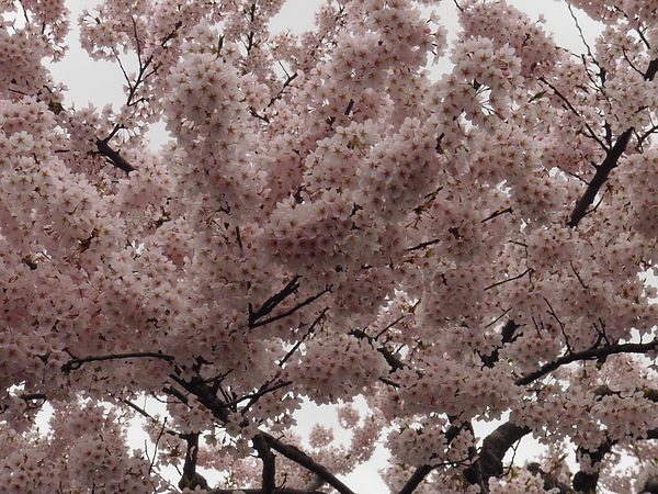 P5110175.JPG P5110175.JPG