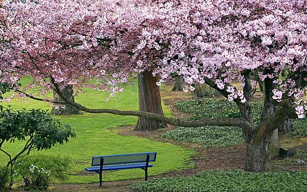 cherryblossoms3.jpg