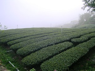 石菒茶園.JPG