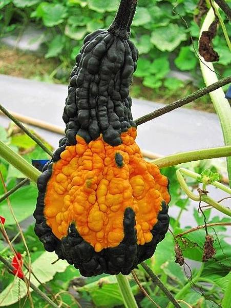 105061220.JPG 105061220.JPG