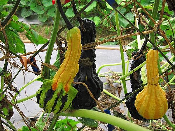 105061225.JPG 105061225.JPG