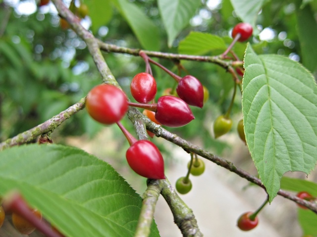 IMG_5986.JPG IMG_5986.JPG