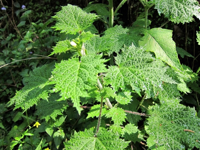 IMG_5959.JPG IMG_5959.JPG