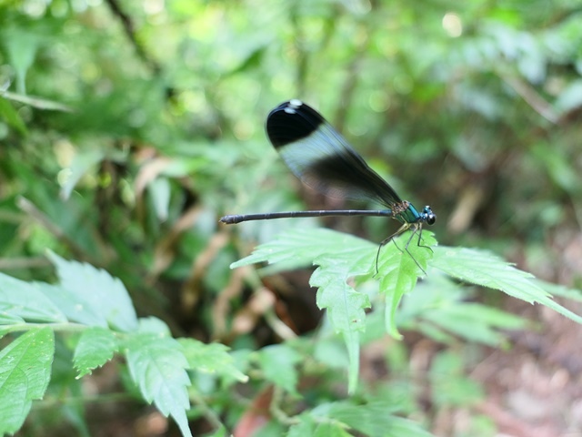 P1020575.JPG P1020575.JPG