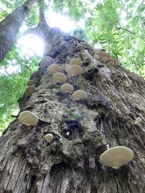 P1020598-1.JPG P1020598-1.JPG