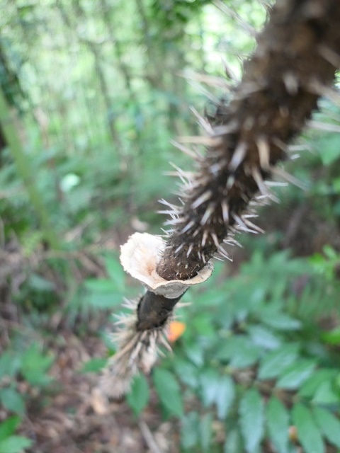 P1020653-1.JPG P1020653-1.JPG