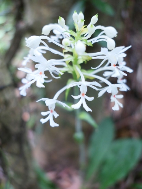 P1020653-2.JPG P1020653-2.JPG