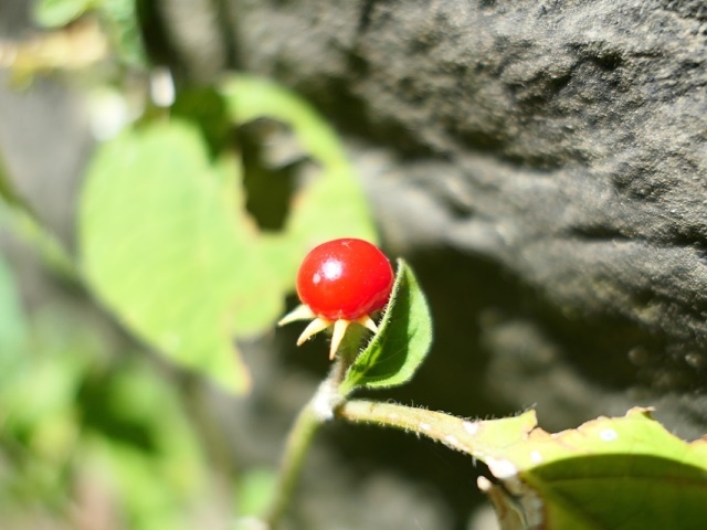 P1020709.JPG P1020709.JPG