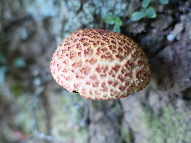 P1020813.JPG P1020813.JPG