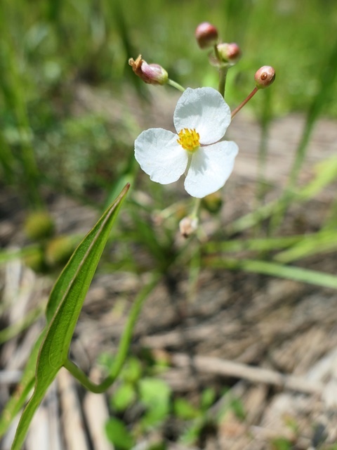 P1020826-2.JPG P1020826-2.JPG