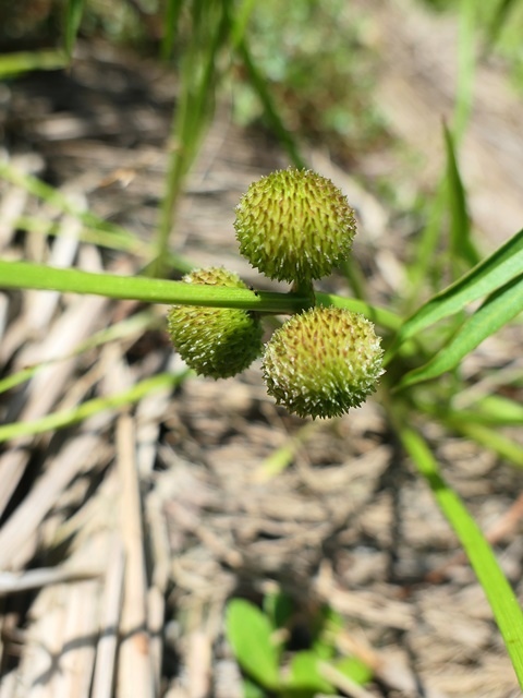 P1020827-1.JPG P1020827-1.JPG