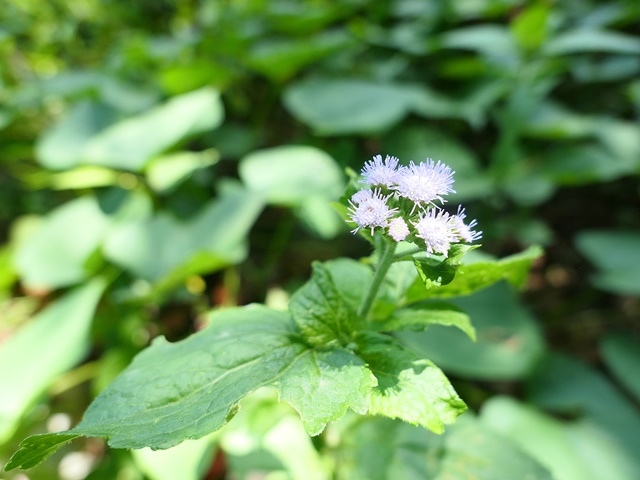 P1020839.JPG P1020839.JPG