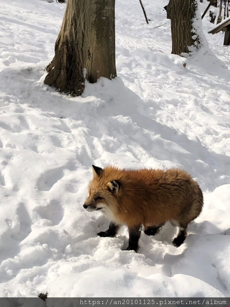 宮城親子遊 藏王狐狸村 金晟發冠軍磁磚 痞客邦