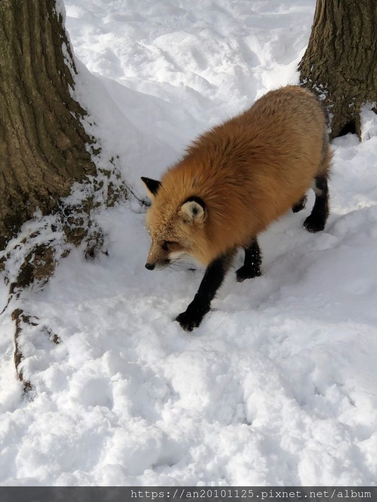 宮城親子遊 藏王狐狸村 金晟發冠軍磁磚 痞客邦