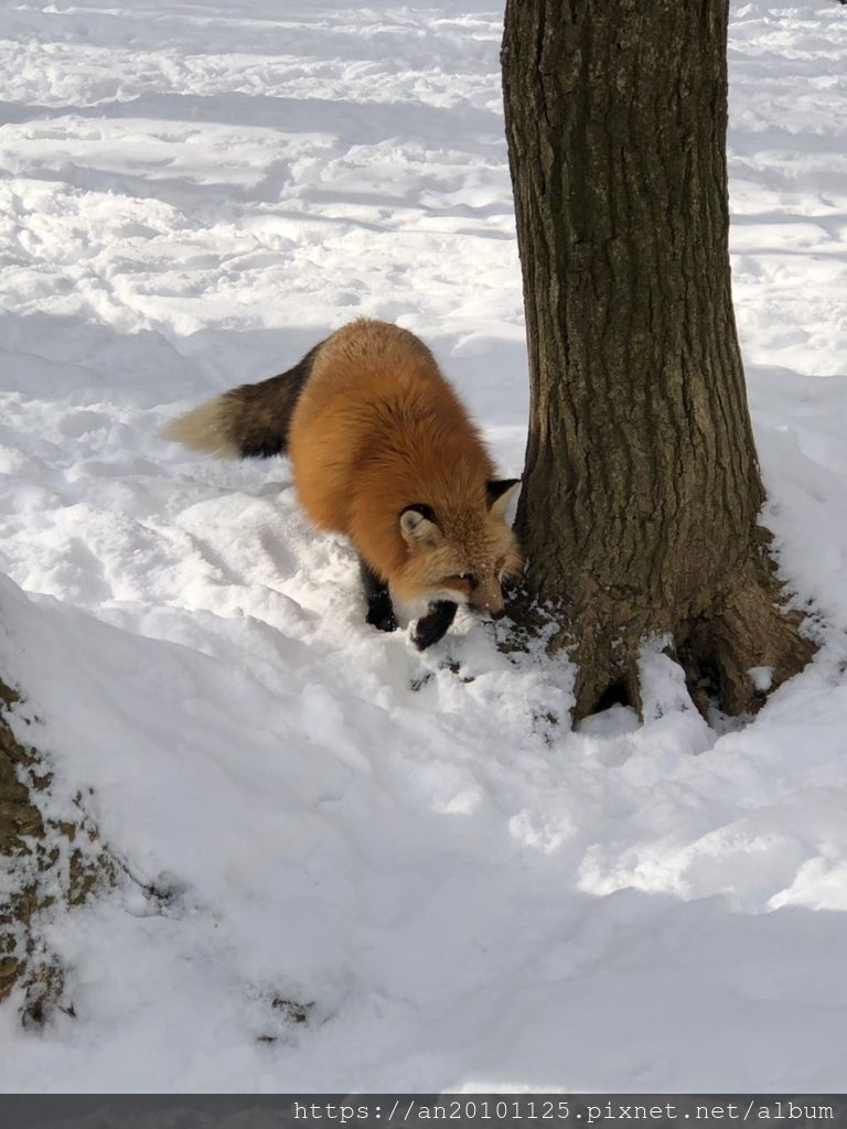宮城親子遊 藏王狐狸村 金晟發冠軍磁磚 痞客邦