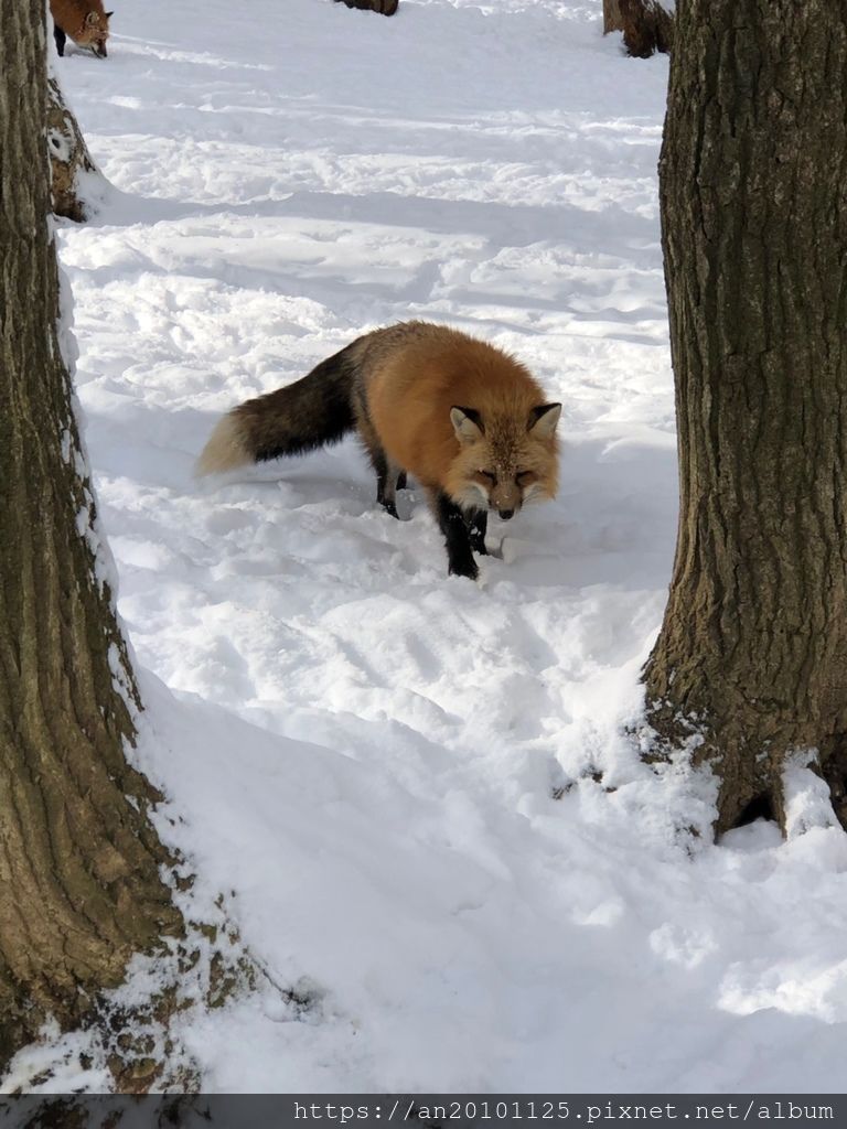 宮城親子遊 藏王狐狸村 金晟發冠軍磁磚 痞客邦