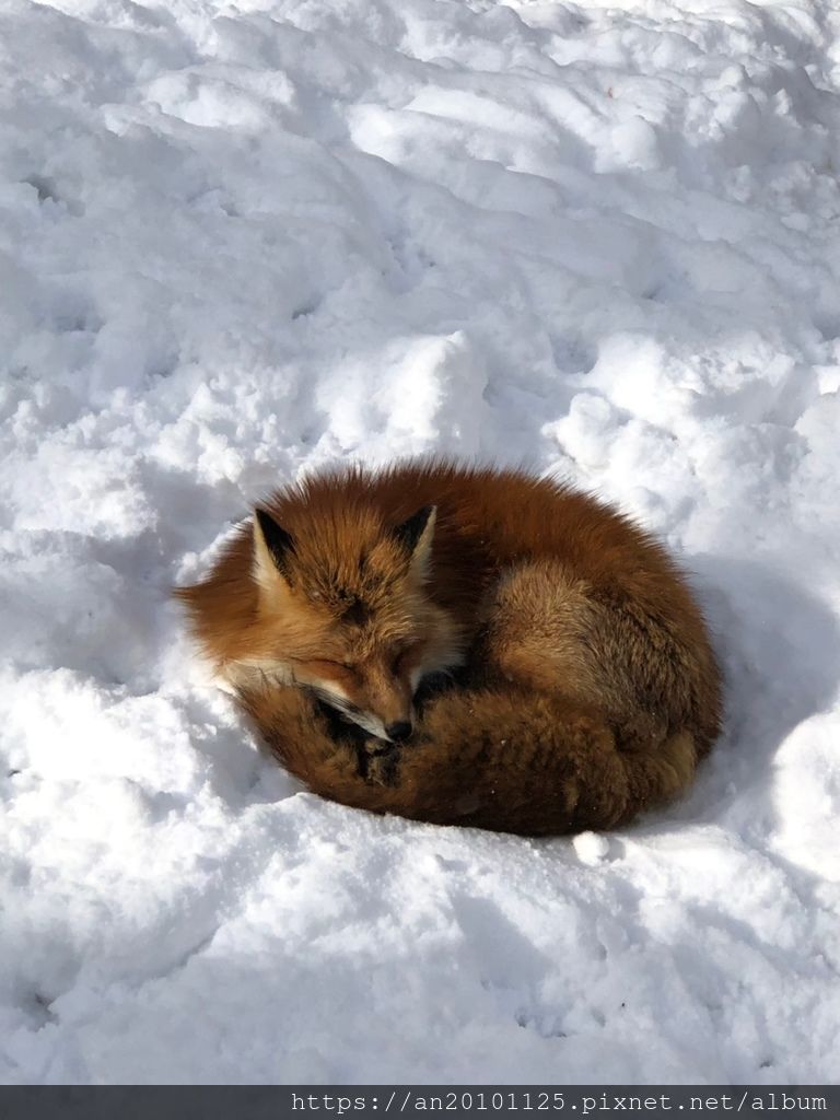 宮城親子遊 藏王狐狸村 金晟發冠軍磁磚 痞客邦