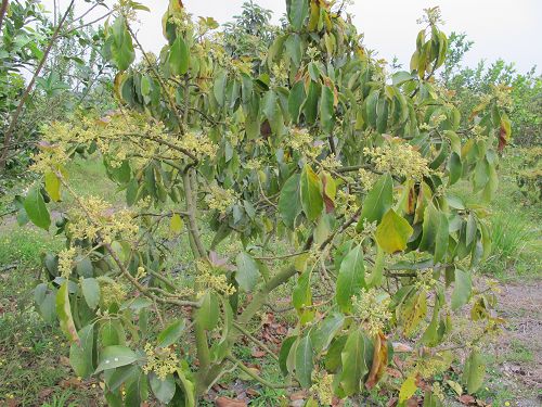 20130212-15高雄 (197)