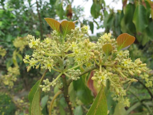 20130212-15高雄 (199)