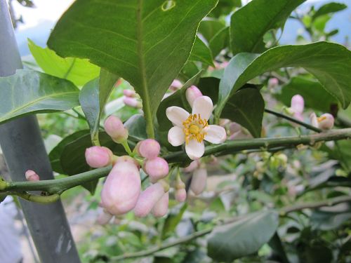 20111112-13蔡老大的家 (76)