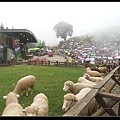 20110610清境農場 (464)
