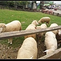 20110610清境農場 (462)