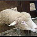 20110610清境農場 (436)