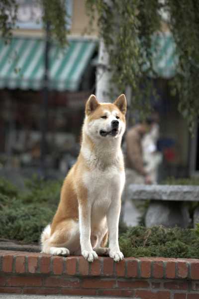 HACHIKO (3)