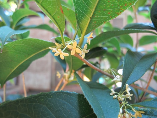 青田七六 (81).jpg