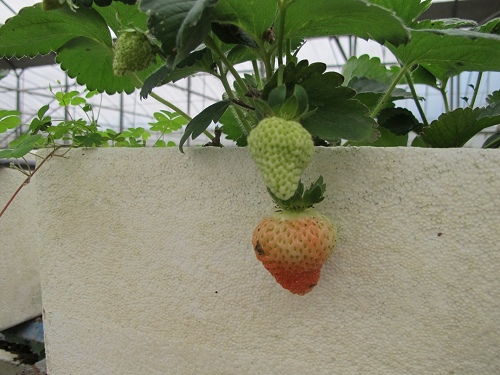 20140104採草莓 (45).jpg