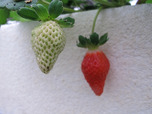 20140104採草莓 (62).jpg