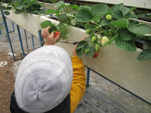 20140104採草莓 (66).jpg