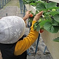 20140104採草莓 (67).jpg