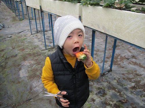 20140104採草莓 (74).jpg