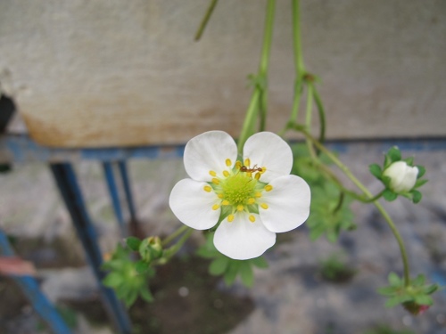 20140104採草莓 (85).jpg