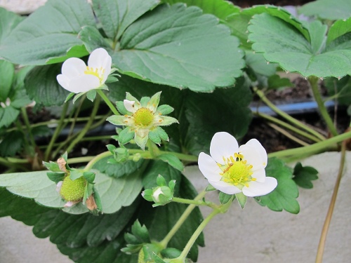 20140104採草莓 (88).jpg