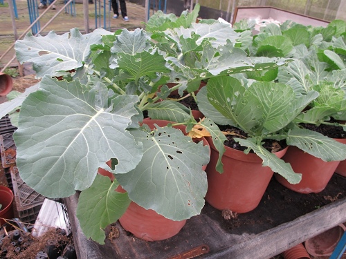 20140104採草莓 (102).jpg