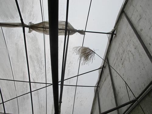 20140104採草莓 (109).jpg