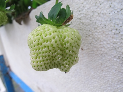 20140104採草莓 (111).jpg