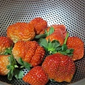20140104採草莓 (196).jpg