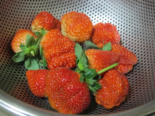 20140104採草莓 (198).jpg