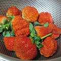 20140104採草莓 (198).jpg