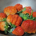 20140104採草莓 (197).jpg