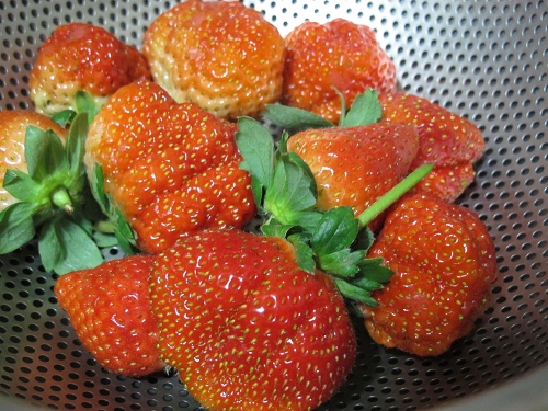 20140104採草莓 (199).jpg