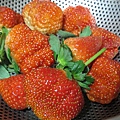 20140104採草莓 (199).jpg