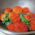 20140104採草莓 (200).jpg