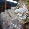 20140928豐年農場 (34).jpg