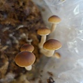20140928豐年農場 (49).jpg