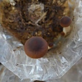 20140928豐年農場 (50).jpg